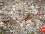 20231014-Sandfotografie-IMG_1272-bewerkt