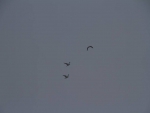 20150124-IMG_8394
